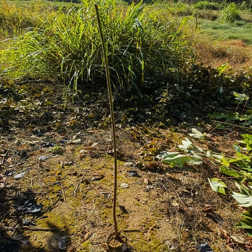 銅鼓從事千年桐杯苗