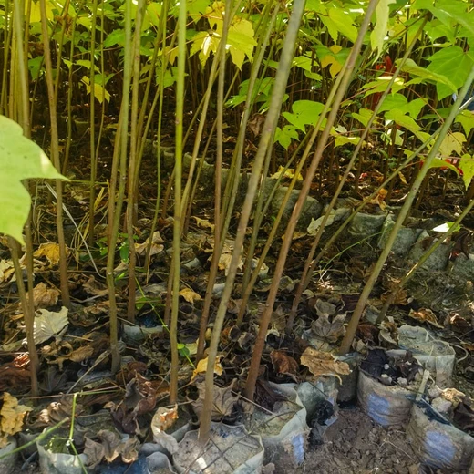 供應(yīng)千年桐容器苗