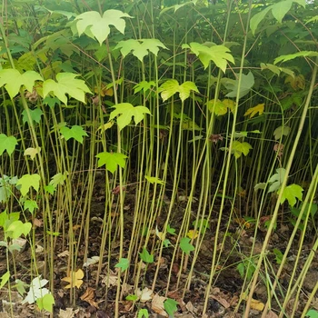 云溪定制千年桐容器苗