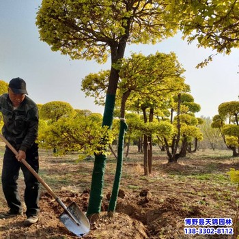 河北博野县造型金叶榆-价格咨询-造型树