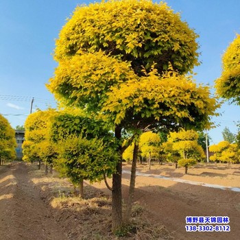 保定地区造型金叶榆-种植基地-金叶造型树