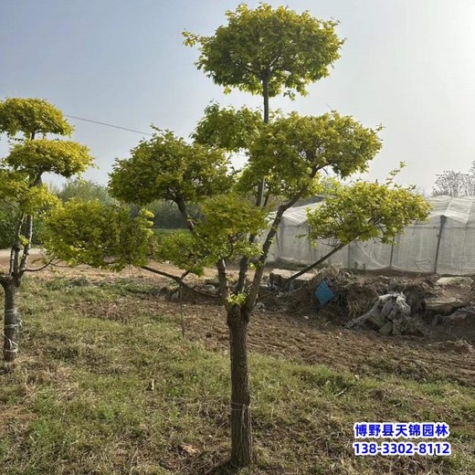 河北地區造型金葉榆-到貨價-金葉造型樹