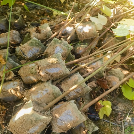 岳阳楼生产千年桐种苗油桐杯苗