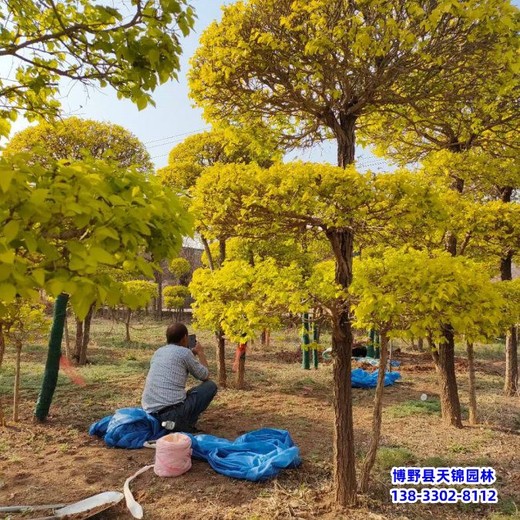 河北安國(guó)造型金葉榆-清地處理-金葉造型樹