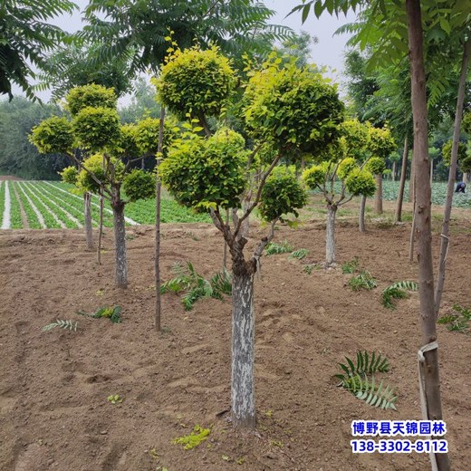 山西造型金葉榆-價(jià)格咨詢-云朵造型樹