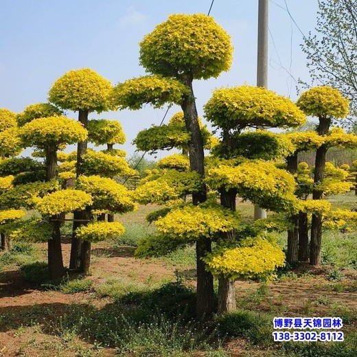 保定市造型金葉榆-價格咨詢-云朵造型樹