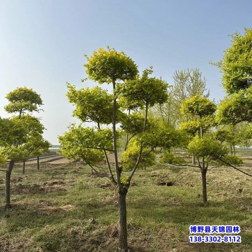 江苏造型金叶榆-种植基地-金叶造型树