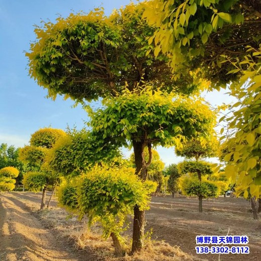 甘肅造型金葉榆-全國供應(yīng)-云朵造型樹