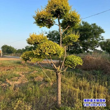 河北博野县造型金叶榆-价格咨询-造型树