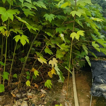 云溪定制千年桐容器苗