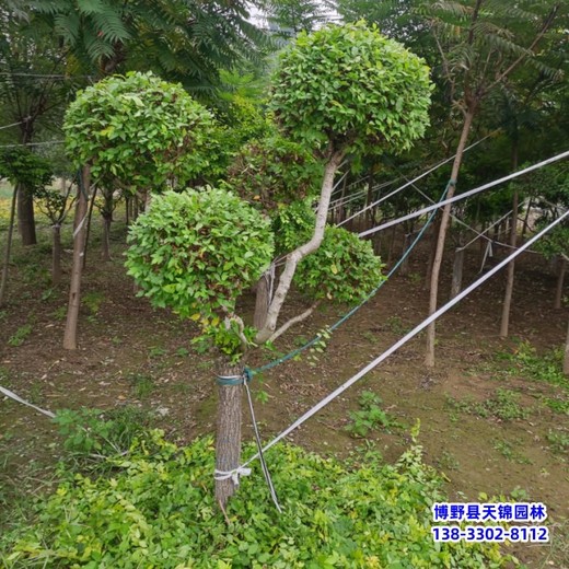 西藏造型金葉榆-價格行情-金葉造型樹