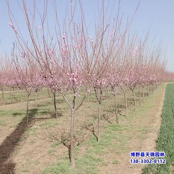 保定市定州绚丽海棠-北美绚丽海棠绚丽海棠定植苗