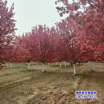 青海绚丽海棠-绚丽海棠小苗绚丽海棠定植苗