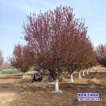 保定市絢麗海棠-絢麗海棠小苗絢麗海棠定植苗