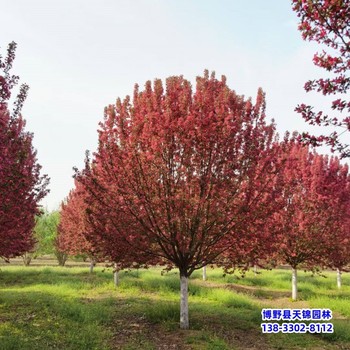 保定市定州绚丽海棠-北美绚丽海棠绚丽海棠定植苗