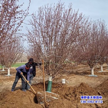 河北定州绚丽海棠-绚丽海棠小苗绚丽海棠定植苗