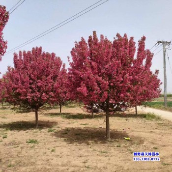 河北安国绚丽海棠-北美绚丽海棠绚丽海棠假植苗