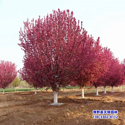 保定地区绚丽海棠-绚丽海棠价格绚丽海棠定植苗