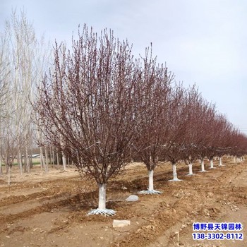 河南绚丽海棠-北美绚丽海棠绚丽海棠定植苗