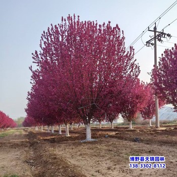 保定绚丽海棠-绚丽海棠价格绚丽海棠假植苗