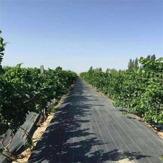 火龍果防草布,山東萬旭