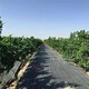 遮草布圖