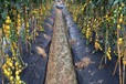 防草地布,山東萬旭