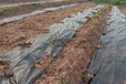 那里有防草布買,山東萬旭