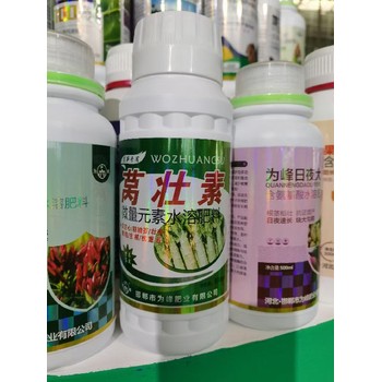 萵筍防抽苔根莖膨大萵筍葉面肥為峰肥業廠家招商沃萵多