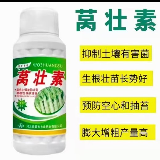 莴笋粗直长根茎增粗增产莴笋叶面肥作用为峰肥业厂家招商莴壮素