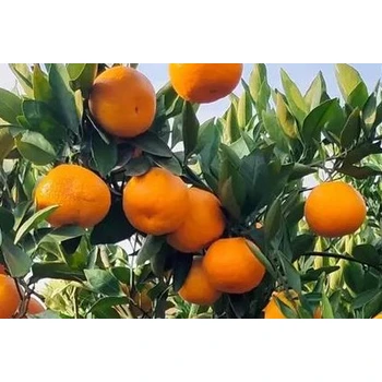 沃柑營(yíng)養(yǎng)促控劑促控劑公司，PBO生產(chǎn)廠家招商