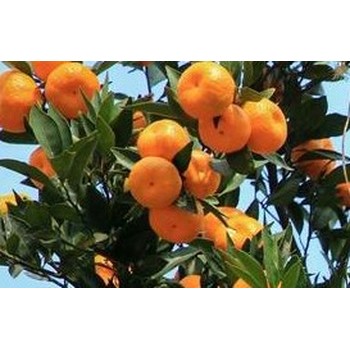 柑橘PBO促控劑什么價(jià)，PBO生產(chǎn)廠家招商
