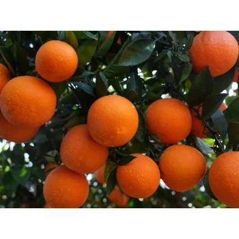 砂糖橘VPBO促控劑聯(lián)系方式，PBO生產(chǎn)廠(chǎng)家招商