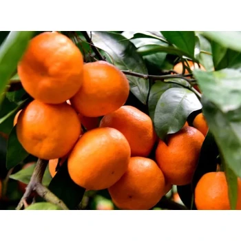 柑橘營養(yǎng)促控劑促控劑功效，PBO生產(chǎn)廠家招商