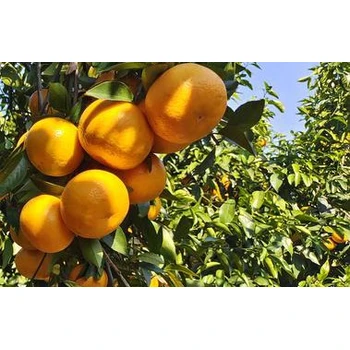 柑橘促控劑促控劑廠家，為峰肥業(yè)促控劑廠家批發(fā)