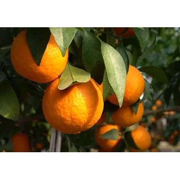 砂糖橘VPBO促控劑聯(lián)系方式，PBO生產(chǎn)廠(chǎng)家招商