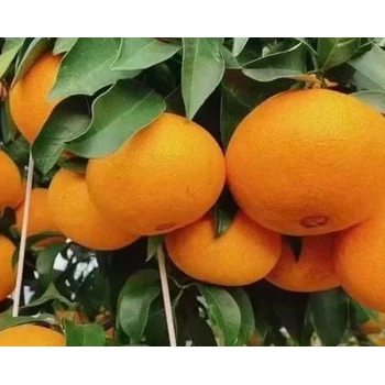 桔子VPBO促控劑使用方法，為峰肥業(yè)促控劑廠家批發(fā)