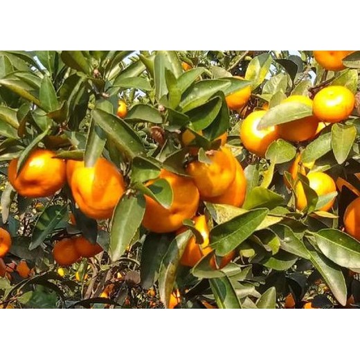 沃柑花芽分化劑促控劑業(yè)務(wù)經(jīng)理，為峰肥業(yè)促控劑廠家批發(fā)