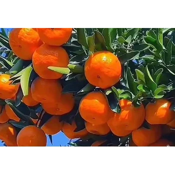 柚子PBO促控劑聯(lián)系方式，為峰肥業(yè)促控劑廠家批發(fā)