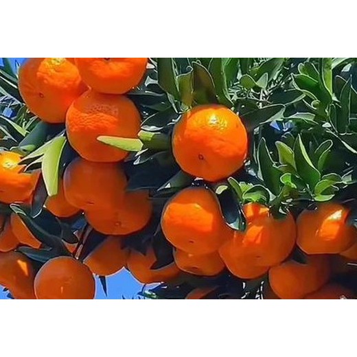 桔子促控劑促控劑功效，PBO生產(chǎn)廠(chǎng)家招商