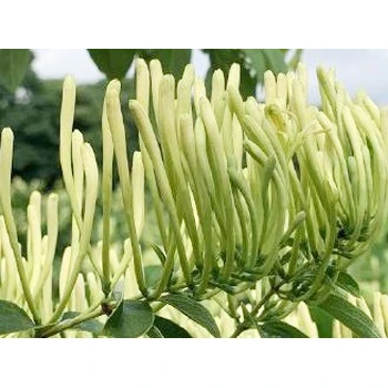 鑫銀花神露延長花期葉面肥公司,為峰肥業(yè)廠家直供