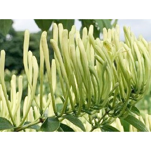 雙花用增花靈葉面肥生產(chǎn)廠家,為峰肥業(yè)廠家直供