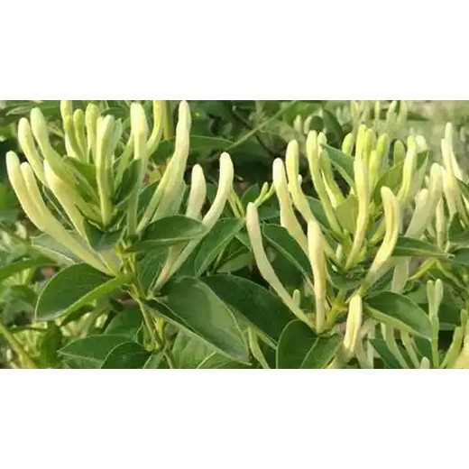 鑫銀花神露營養(yǎng)液葉面肥?；ǚ桨?為峰肥業(yè)廠家直供