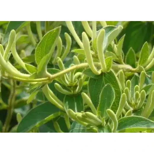 為峰肥業(yè)延長董期葉面肥采摘方案,金銀花葉面肥銀花神露批發(fā)