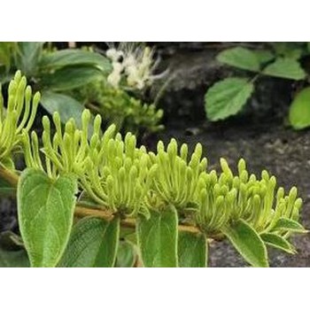雙花用增產劑葉面肥貼牌加工,金銀花葉面肥銀花神露批發