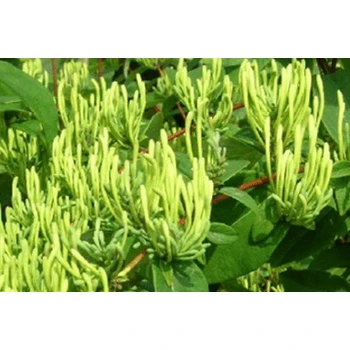 忍冬花用藥葉面肥采摘方案,為峰肥業(yè)廠家直供