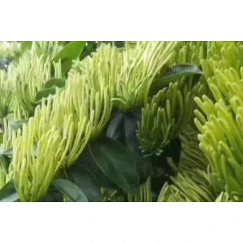 銀花用增產(chǎn)劑葉面肥原理,為峰肥業(yè)廠家直供