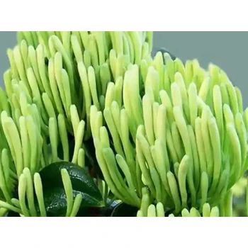 金銀花營養(yǎng)液葉面肥用法用量,為峰肥業(yè)廠家直供