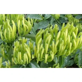 為峰肥業(yè)延長(zhǎng)董期葉面肥生產(chǎn)廠家,金銀花葉面肥銀花神露批發(fā)