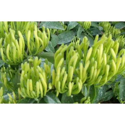 銀花神露營養(yǎng)液葉面肥原理,金銀花葉面肥銀花神露批發(fā)